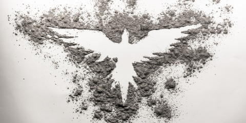 phoenix born from ashes
