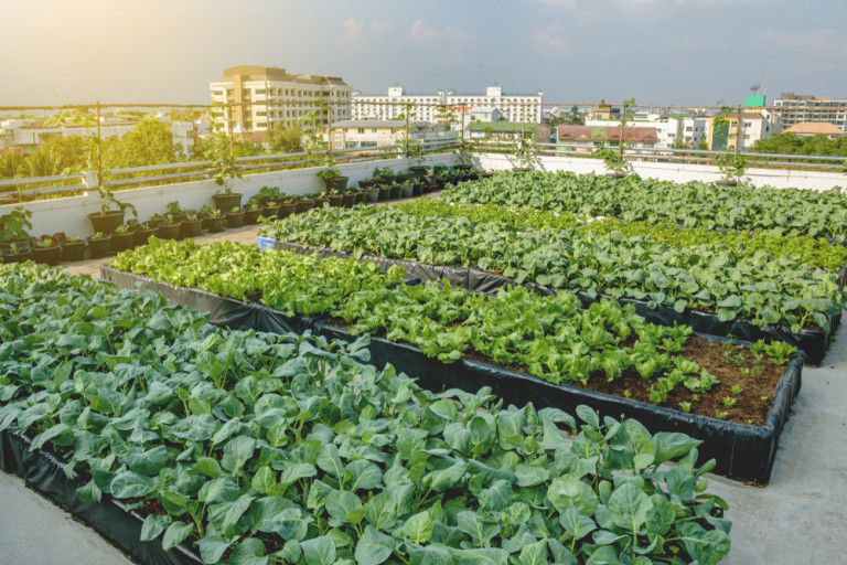 Comment trouver un espace pour mon projet d’agriculture professionnelle